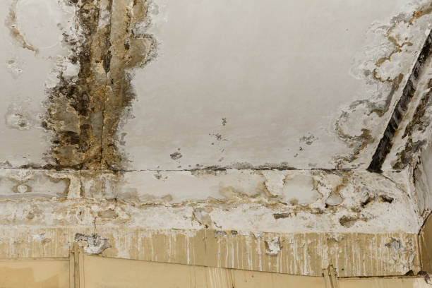 Professional Mold Remediation in Bluffton, OH